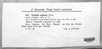 Tranzschelia pulsatillae image